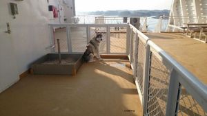 Darf sich mein Hund auf dem Schiff frei bewegen?